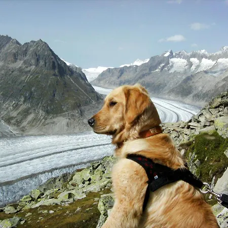 Apartament Aragon M86 By Interhome Fiesch