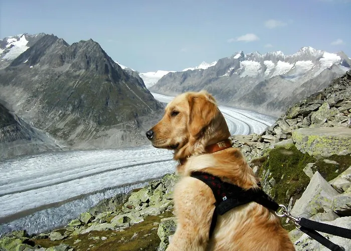 Apartament Aragon M86 By Interhome Fiesch